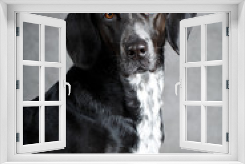 Fototapeta Naklejka Na Ścianę Okno 3D - black dog