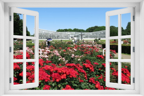 Fototapeta Naklejka Na Ścianę Okno 3D - 春バラが咲く5月の神代植物公園（ばら園）