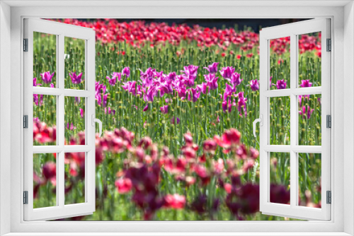 Fototapeta Naklejka Na Ścianę Okno 3D - View of the tulip flowers in the park