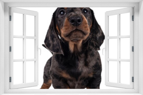 Fototapeta Naklejka Na Ścianę Okno 3D - Cute dachshund aka teckel pup, standing facing front. Looking curious into camera. Isolated cutout on transparent background.