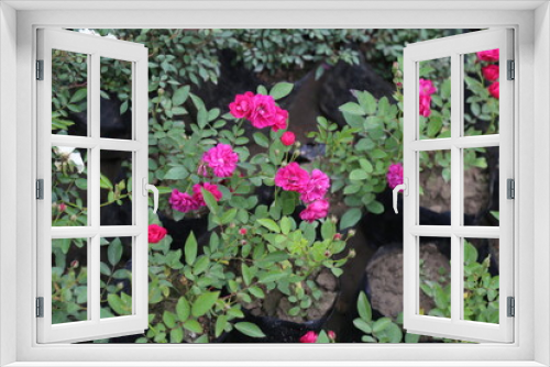 Fototapeta Naklejka Na Ścianę Okno 3D - colorful flower in a garden