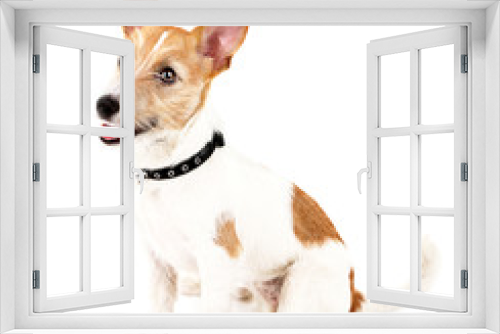 Fototapeta Naklejka Na Ścianę Okno 3D - Funny little dog Jack Russell terrier, isolated on white