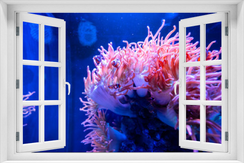 Fototapeta Naklejka Na Ścianę Okno 3D - Sea Anemones in a Seawater Aquarium in Gran Canaria