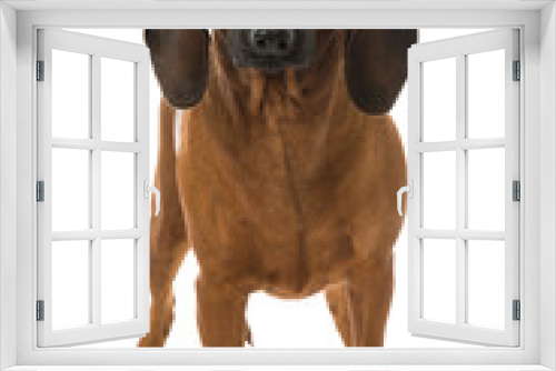 Fototapeta Naklejka Na Ścianę Okno 3D - Bayerischer Gebirgsschweißhund