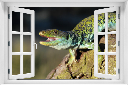 Fototapeta Naklejka Na Ścianę Okno 3D - Lagarto ocelado