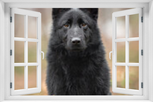 Fototapeta Naklejka Na Ścianę Okno 3D - Pure black Wolfdog mix of German Shepherd and wolf, black gsd in the forest, near pine trees, black young predator posing,  blurred soft background