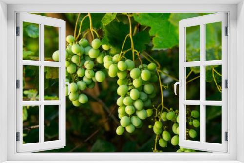 Fototapeta Naklejka Na Ścianę Okno 3D - Several bunches of green grapes grow on a vine
