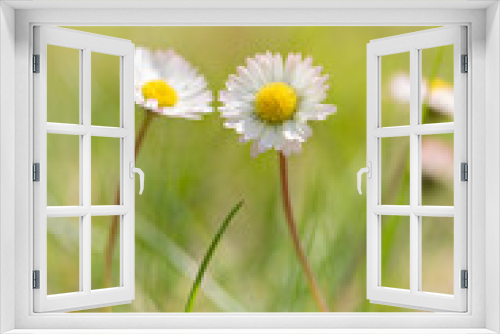 Fototapeta Naklejka Na Ścianę Okno 3D - Stokrotki, kwiaty polne, białe płatki