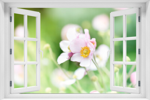 Fototapeta Naklejka Na Ścianę Okno 3D - Różowy kwiat, zawilec (Anemone Summer Breeze Baby Pink)