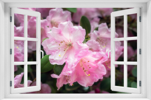 Fototapeta Naklejka Na Ścianę Okno 3D - Beautiful pink rhododendron flowers in spring, close up