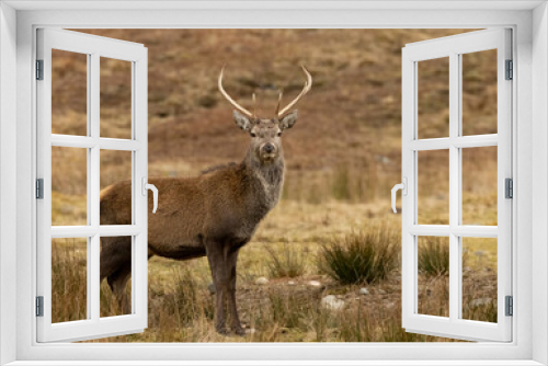 Fototapeta Naklejka Na Ścianę Okno 3D - Mighty and majestic red deer stags in the scottish highlands