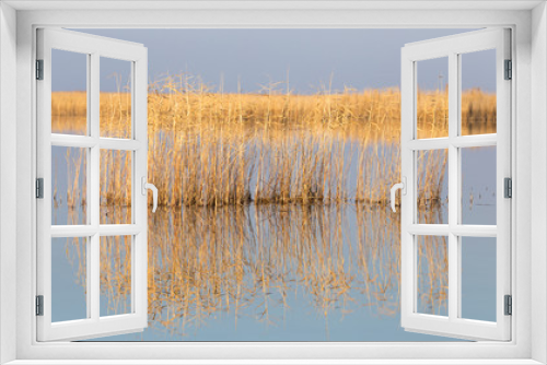 Fototapeta Naklejka Na Ścianę Okno 3D - reeds on Lake Outdoors