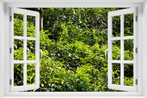 Fototapeta Naklejka Na Ścianę Okno 3D - high mountain tea plantation in Sri Lanka