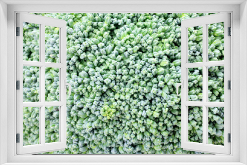 Fototapeta Naklejka Na Ścianę Okno 3D - broccoli