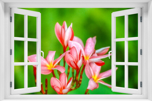 Fototapeta Naklejka Na Ścianę Okno 3D - Pink flowers have grown to be a symbol of love, though they can also mean happiness, gentleness, and femininity.