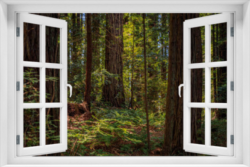 Fototapeta Naklejka Na Ścianę Okno 3D - Green fern amongst giant sequoia trees in the Redwoods Forest in Northern California