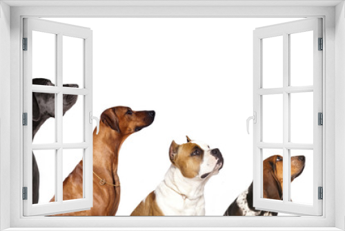 Fototapeta Naklejka Na Ścianę Okno 3D - group of dogs  looking up