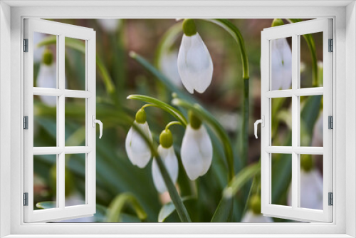 Fototapeta Naklejka Na Ścianę Okno 3D - Schneeglöckchen im Frühjahr