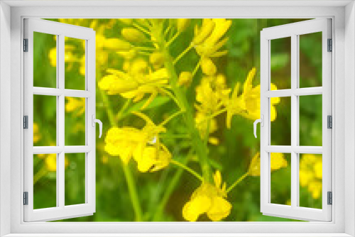 Fototapeta Naklejka Na Ścianę Okno 3D - Close-up of canola or rapeseed blossom (Brassica napus) yellow flowers plant with green blurred background in sun light. 