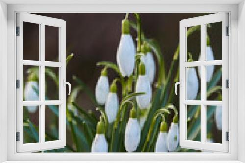 Fototapeta Naklejka Na Ścianę Okno 3D - Schneeglöckchen im Frühjahr