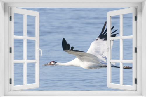 Fototapeta Naklejka Na Ścianę Okno 3D - Whooping Crane in Flight