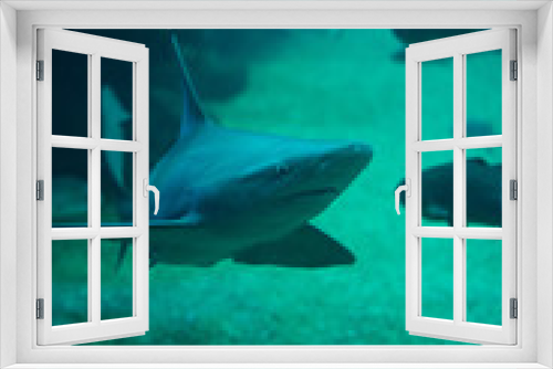 Fototapeta Naklejka Na Ścianę Okno 3D - Shark in the depths of the sea.