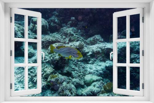 Fototapeta Naklejka Na Ścianę Okno 3D - Oriental Sweetlips fish (Plectorhinchus vittatus) in the coral reef of Maldives island. Tropical and coral sea wildelife. Beautiful underwater world. Underwater photography.
