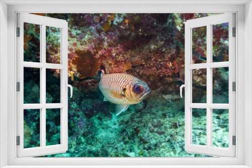Fototapeta Naklejka Na Ścianę Okno 3D - Blacktip soldier fish (Myripristis botche) in the coral reef of Maldives island. Tropical and coral sea wildelife. Beautiful underwater world. Underwater photography.