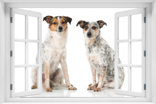 Fototapeta Naklejka Na Ścianę Okno 3D - Mischlingshunde