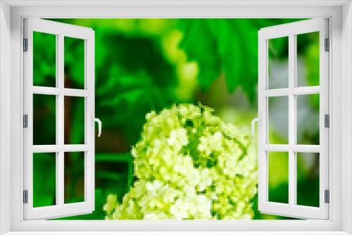 Fototapeta Naklejka Na Ścianę Okno 3D - Close-up of Green Leafed Plant