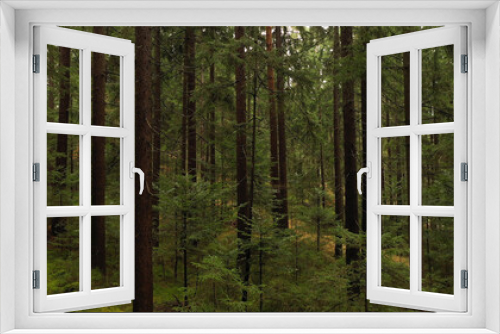Fototapeta Naklejka Na Ścianę Okno 3D - Beautiful green evergreen forest landscape.