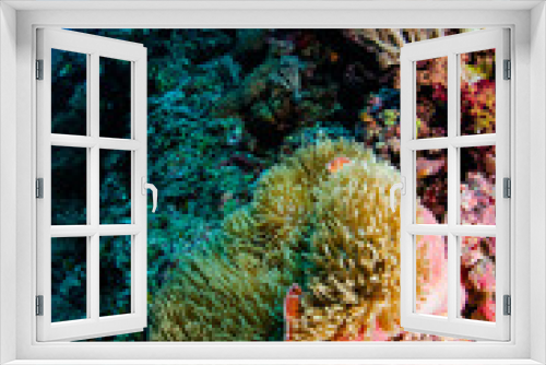 Fototapeta Naklejka Na Ścianę Okno 3D - Anemone, clownfish, soft coral in Banda, Indonesia underwater