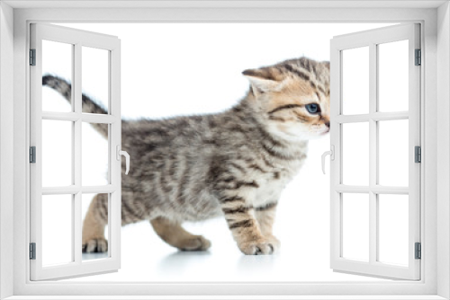 Fototapeta Naklejka Na Ścianę Okno 3D - kitten cat isolated on white