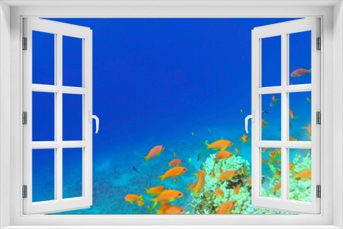 Fototapeta Naklejka Na Ścianę Okno 3D - Amazing  coral reef and fish
