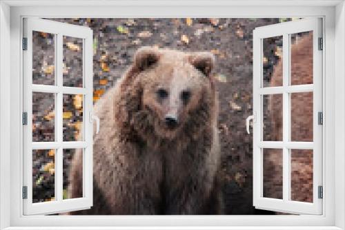 Fototapeta Naklejka Na Ścianę Okno 3D - brown adult bears in the autumn forest. predatory hungry bears