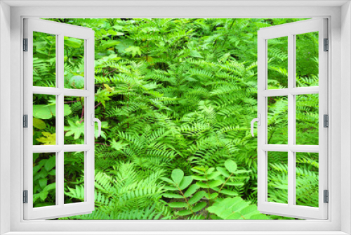 Fototapeta Naklejka Na Ścianę Okno 3D - fern background