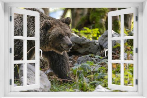 Fototapeta Naklejka Na Ścianę Okno 3D - Slovenian brown bear