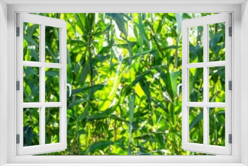 Fototapeta Naklejka Na Ścianę Okno 3D - A child is harvesting vegetables in the garden. selective focus.