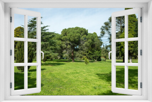 Fototapeta Naklejka Na Ścianę Okno 3D - Background texture of a vacant grass lawn, or campground with a variety of pine or conifer trees at the background. Outdoor green space in a botanic garden. Copy space for your design.