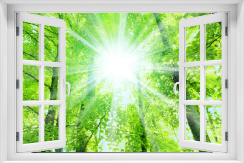 Fototapeta Naklejka Na Ścianę Okno 3D - 新緑の葉に光