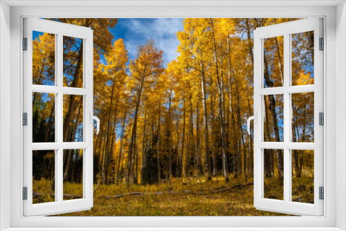 Fototapeta Naklejka Na Ścianę Okno 3D - Autumn Brings Gold Fall Foliage to Colorado's High Country