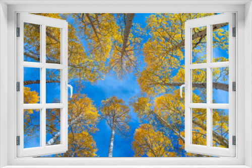 Fototapeta Naklejka Na Ścianę Okno 3D - Autumn Aspens in Colorado