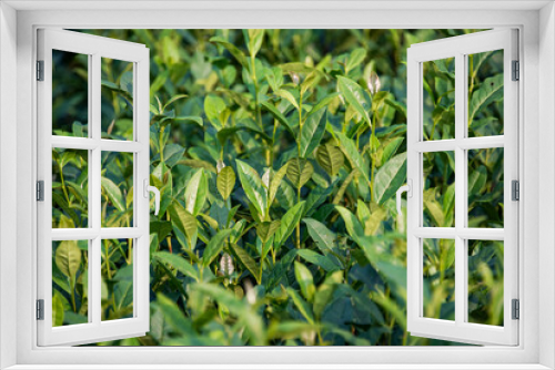 Fototapeta Naklejka Na Ścianę Okno 3D - tea leaves in a tea plantation