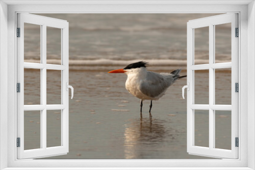 Fototapeta Naklejka Na Ścianę Okno 3D - An Adult Royal Tern in the Surf