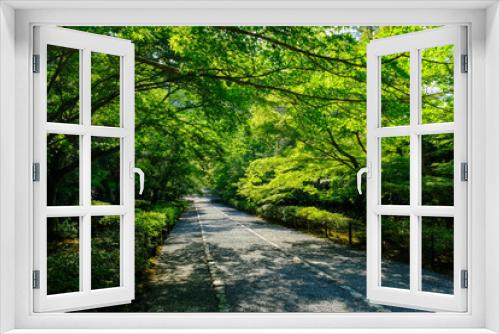 Fototapeta Naklejka Na Ścianę Okno 3D - 新緑が美しい初夏の二尊院の参道