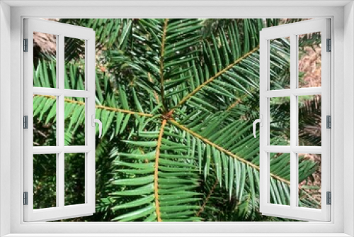 Fototapeta Naklejka Na Ścianę Okno 3D - Pacific Yew
