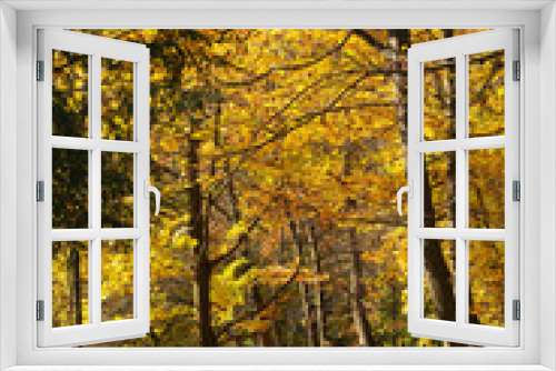 Fototapeta Naklejka Na Ścianę Okno 3D - Beautiful autumn trees in park