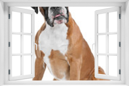 Fototapeta Naklejka Na Ścianę Okno 3D - Boxer dog in front of a white background