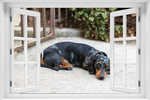 Fototapeta Naklejka Na Ścianę Okno 3D - Small black and tan miniature dachshund dog laying on the ground next to a gate