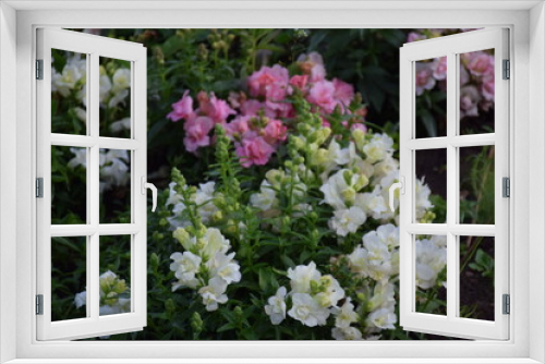 Fototapeta Naklejka Na Ścianę Okno 3D - Flowers, plants,Summer
